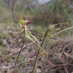 Caladenia atrovespa (Green-comb Spider Orchid) at Conder, ACT - 12 Oct 2014 by michaelb