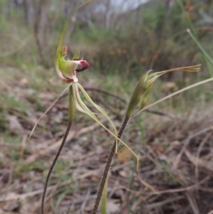 Caladenia atrovespa at Conder, ACT - 12 Oct 2014