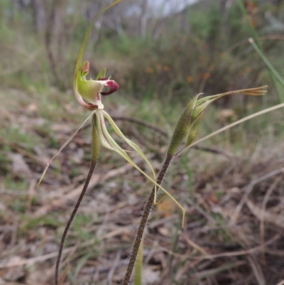Caladenia atrovespa (Green-comb Spider Orchid) at Conder, ACT - 12 Oct 2014 by MichaelBedingfield