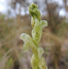 Hymenochilus cycnocephalus (Swan greenhood) at Conder, ACT - 12 Oct 2014 by MichaelBedingfield