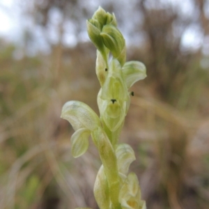 Hymenochilus cycnocephalus at Conder, ACT - suppressed