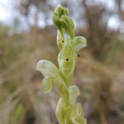 Hymenochilus cycnocephalus (Swan greenhood) at Conder, ACT - 12 Oct 2014 by MichaelBedingfield