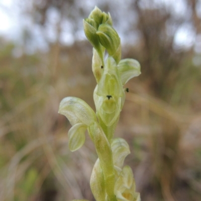 Hymenochilus cycnocephalus (Swan greenhood) at Conder, ACT - 12 Oct 2014 by michaelb