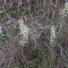 Stackhousia monogyna (Creamy Candles) at Conder, ACT - 12 Oct 2014 by michaelb