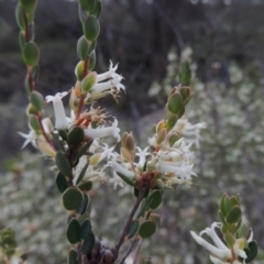 Brachyloma daphnoides (Daphne Heath) at Rob Roy Range - 12 Oct 2014 by michaelb