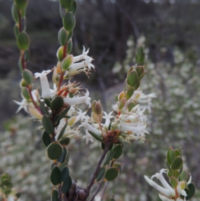 Brachyloma daphnoides (Daphne Heath) at Rob Roy Range - 12 Oct 2014 by michaelb