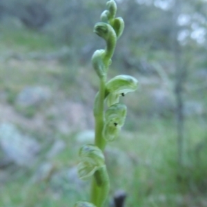 Hymenochilus cycnocephalus at Conder, ACT - 12 Oct 2014