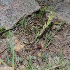 Hymenochilus sp. (A Greenhood Orchid) at Conder, ACT - 12 Oct 2014 by MichaelBedingfield