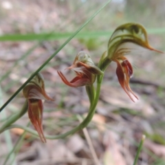 Oligochaetochilus aciculiformis (Needle-point rustyhood) at Mount Jerrabomberra - 16 Oct 2014 by krea