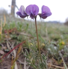 Swainsona behriana (Behr's Swainson-Pea) at Barneys Hill/Mt Stranger - 14 Oct 2014 by michaelb