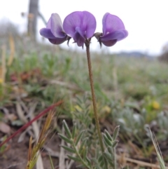 Swainsona behriana (Behr's Swainson-Pea) at Bonython, ACT - 14 Oct 2014 by michaelb