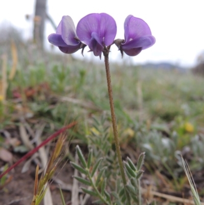 Swainsona behriana (Behr's Swainson-Pea) at Pine Island to Point Hut - 14 Oct 2014 by MichaelBedingfield