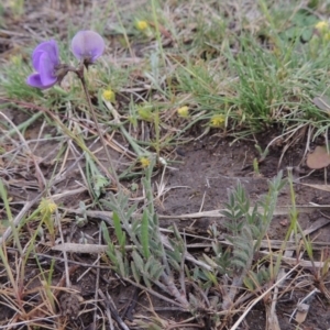 Swainsona behriana at Bonython, ACT - 14 Oct 2014 06:34 PM