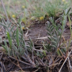 Swainsona behriana at Bonython, ACT - 14 Oct 2014 06:34 PM