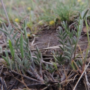 Swainsona behriana at Bonython, ACT - 14 Oct 2014 06:34 PM