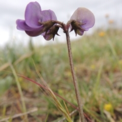 Swainsona behriana at Bonython, ACT - 14 Oct 2014 06:34 PM