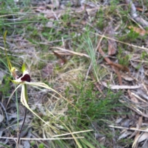 Caladenia atrovespa at Hackett, ACT - suppressed