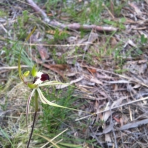 Caladenia atrovespa at Hackett, ACT - suppressed