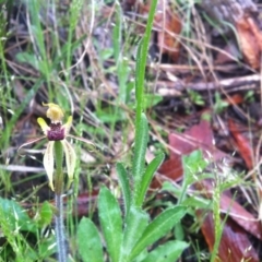 Caladenia actensis (Canberra Spider Orchid) at Mount Majura - 13 Oct 2014 by LukeMcElhinney