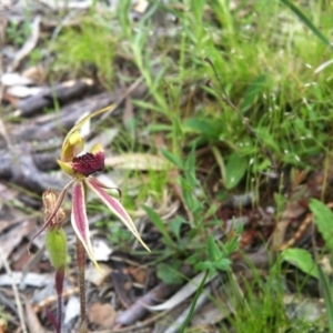 Caladenia actensis at suppressed - 13 Oct 2014