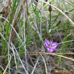 Thysanotus patersonii (Twining Fringe Lily) at Canberra Central, ACT - 20 Oct 2014 by LukeMcElhinney