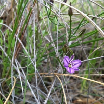 Thysanotus patersonii (Twining Fringe Lily) at Canberra Central, ACT - 20 Oct 2014 by LukeMcElhinney