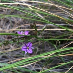 Thysanotus patersonii at Canberra Central, ACT - 20 Oct 2014 10:21 AM