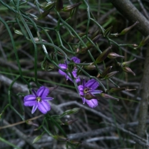 Thysanotus patersonii at Canberra Central, ACT - 20 Oct 2014 10:21 AM