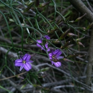 Thysanotus patersonii at Canberra Central, ACT - 20 Oct 2014