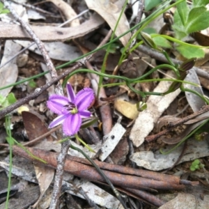 Thysanotus patersonii at Canberra Central, ACT - 20 Oct 2014 10:21 AM