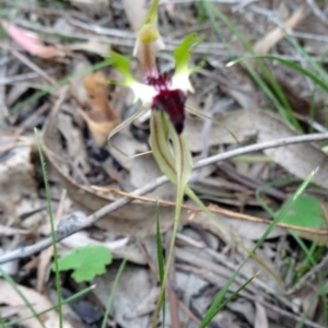 Caladenia atrovespa at Farrer Ridge - 20 Oct 2014