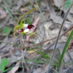 Caladenia atrovespa at Farrer Ridge - 20 Oct 2014