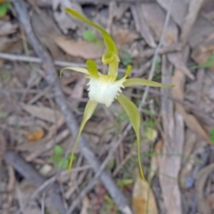 Caladenia atrovespa (Green-comb Spider Orchid) at Farrer Ridge - 20 Oct 2014 by galah681