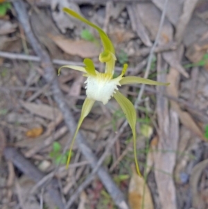 Caladenia atrovespa at Farrer Ridge - 20 Oct 2014