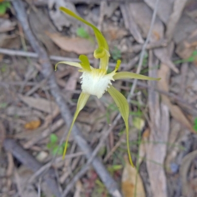 Caladenia atrovespa (Green-comb Spider Orchid) at Farrer Ridge - 20 Oct 2014 by galah681