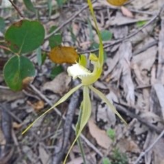 Caladenia atrovespa at Farrer Ridge - 20 Oct 2014