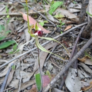 Caladenia atrovespa at Farrer Ridge - 20 Oct 2014