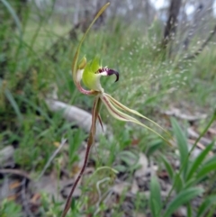 Caladenia atrovespa (Green-comb Spider Orchid) at Farrer Ridge - 20 Oct 2014 by galah681