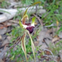 Caladenia atrovespa at Farrer Ridge - 20 Oct 2014