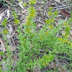 Pimelea curviflora (Curved Rice-flower) at Farrer Ridge - 20 Oct 2014 by galah681