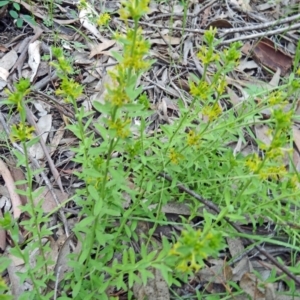 Pimelea curviflora at Farrer Ridge - 20 Oct 2014 04:13 PM