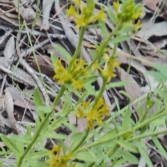 Pimelea curviflora at Farrer Ridge - 20 Oct 2014 04:13 PM