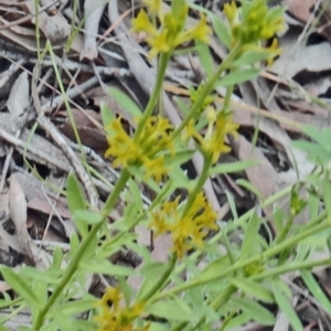 Pimelea curviflora at Farrer Ridge - 20 Oct 2014 04:13 PM