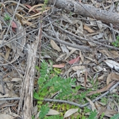 Acaena x ovina (Sheep's Burr) at Farrer Ridge - 20 Oct 2014 by galah681