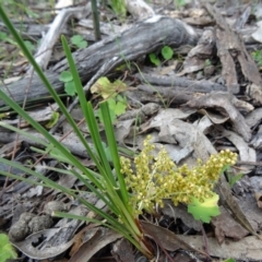 Lomandra filiformis (Wattle Mat-rush) at Farrer Ridge - 20 Oct 2014 by galah681