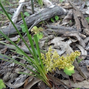 Lomandra filiformis at Farrer Ridge - 20 Oct 2014