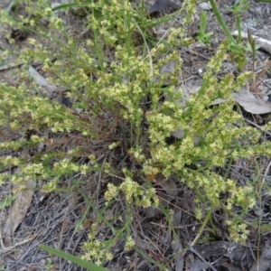 Galium gaudichaudii subsp. gaudichaudii at Farrer Ridge - 20 Oct 2014 04:24 PM