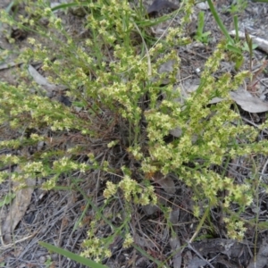 Galium gaudichaudii subsp. gaudichaudii at Farrer Ridge - 20 Oct 2014