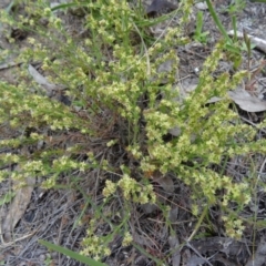 Galium gaudichaudii subsp. gaudichaudii (Rough Bedstraw) at Farrer Ridge - 20 Oct 2014 by galah681