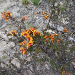 Dillwynia sericea at Farrer Ridge - 20 Oct 2014